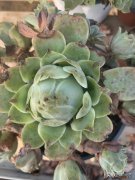 酒杯玫瑰多肉夏天要怎么养护 酒杯玫瑰多肉怎么养