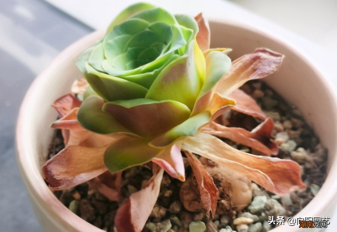 酒杯玫瑰多肉夏天要怎么养护 酒杯玫瑰多肉怎么养