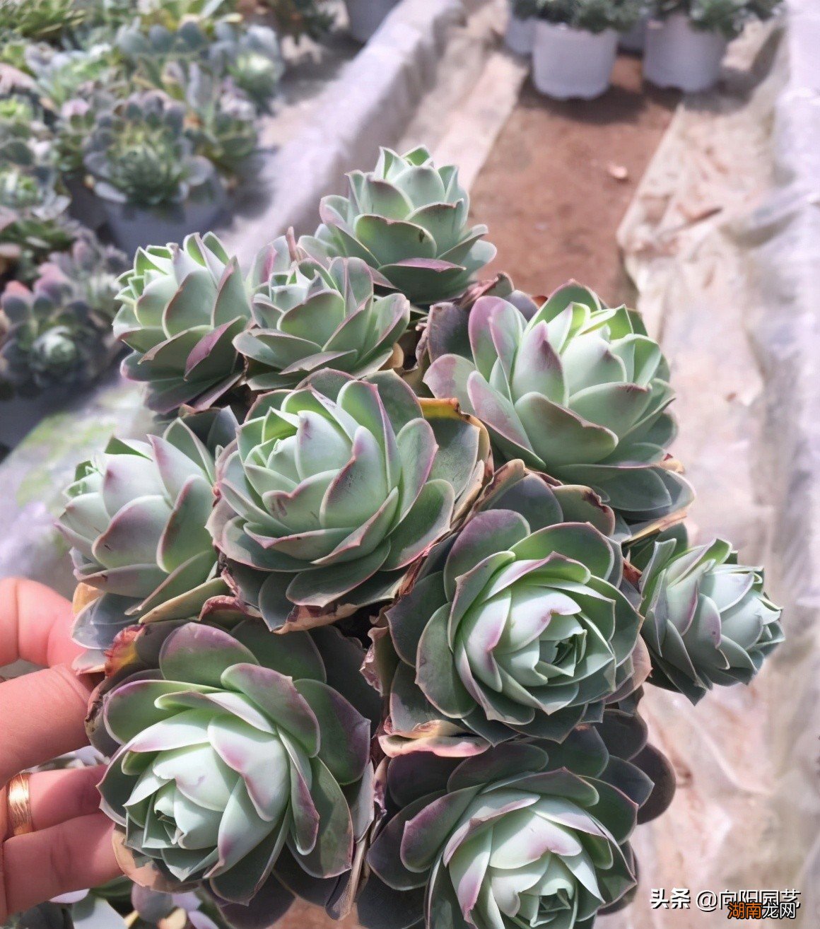 酒杯玫瑰多肉夏天要怎么养护 酒杯玫瑰多肉怎么养