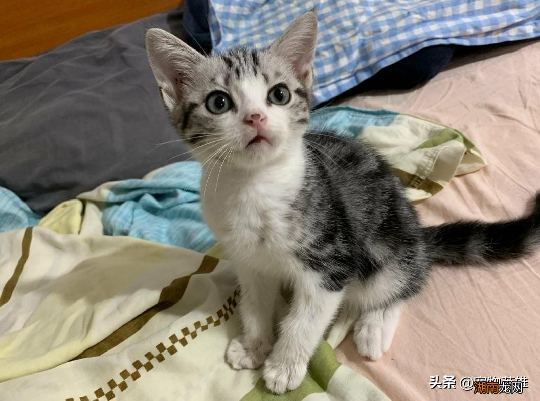 其实这种条纹是最珍贵的 美短什么花纹最贵图片