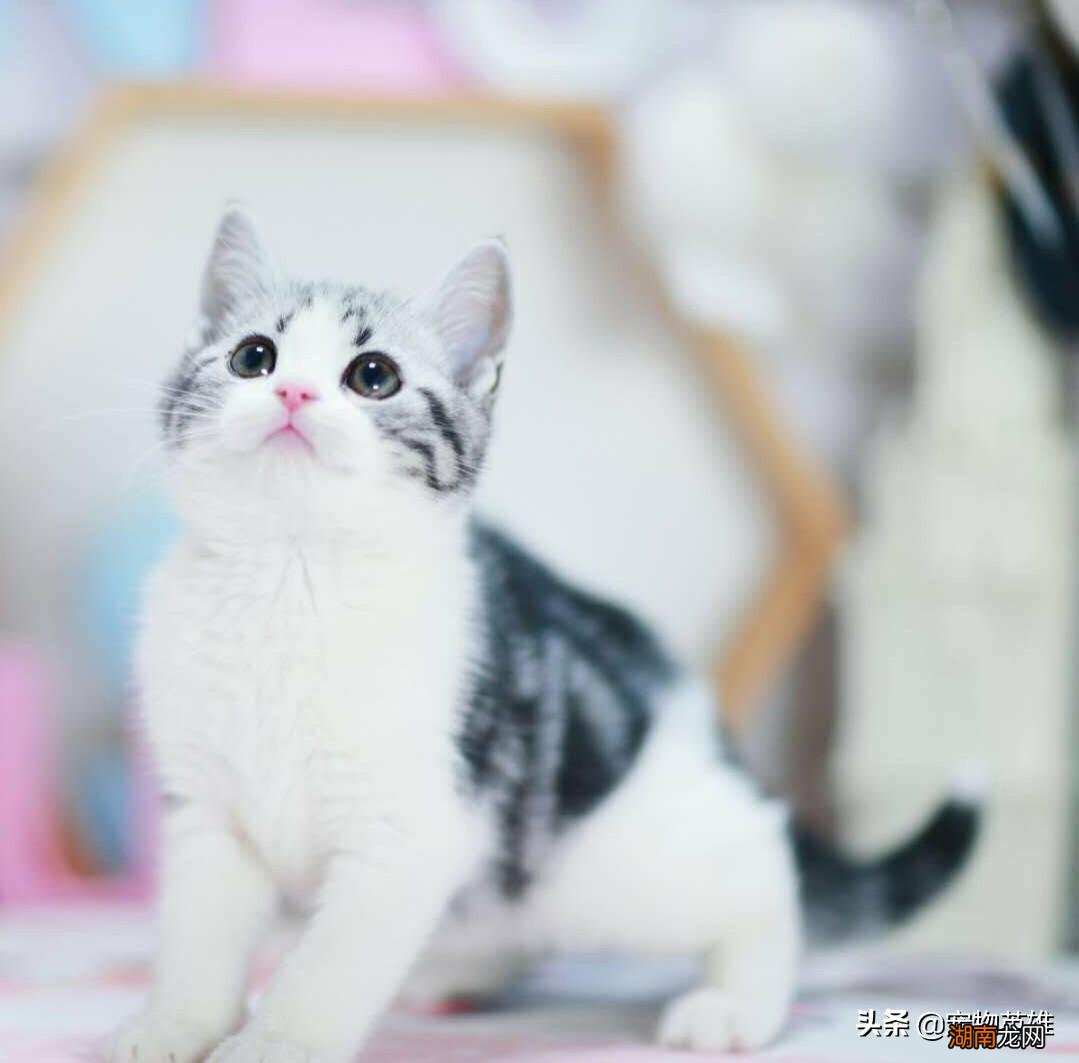 其实这种条纹是最珍贵的 美短什么花纹最贵图片