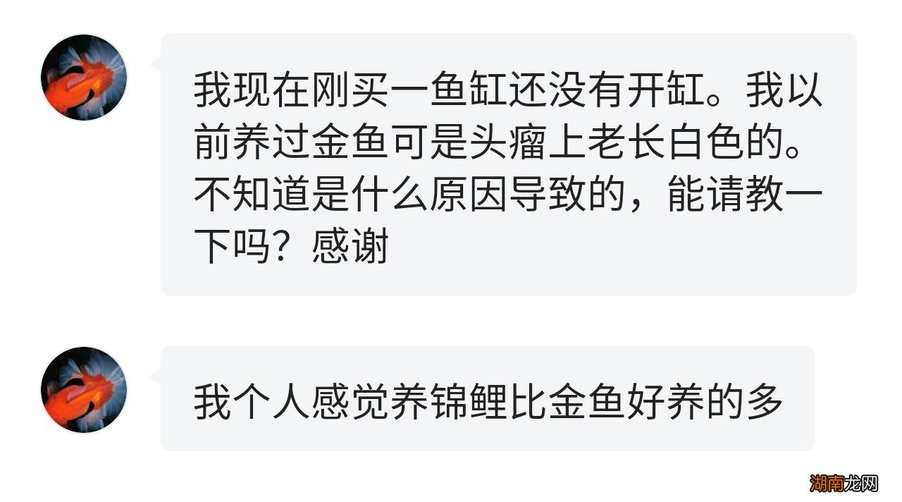 为什么金鱼头瘤上老有白色分泌物 金鱼头上长白色的东西