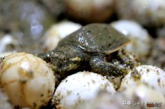 小甲鱼如何进行人工孵化呢 甲鱼怎么养在家比较好