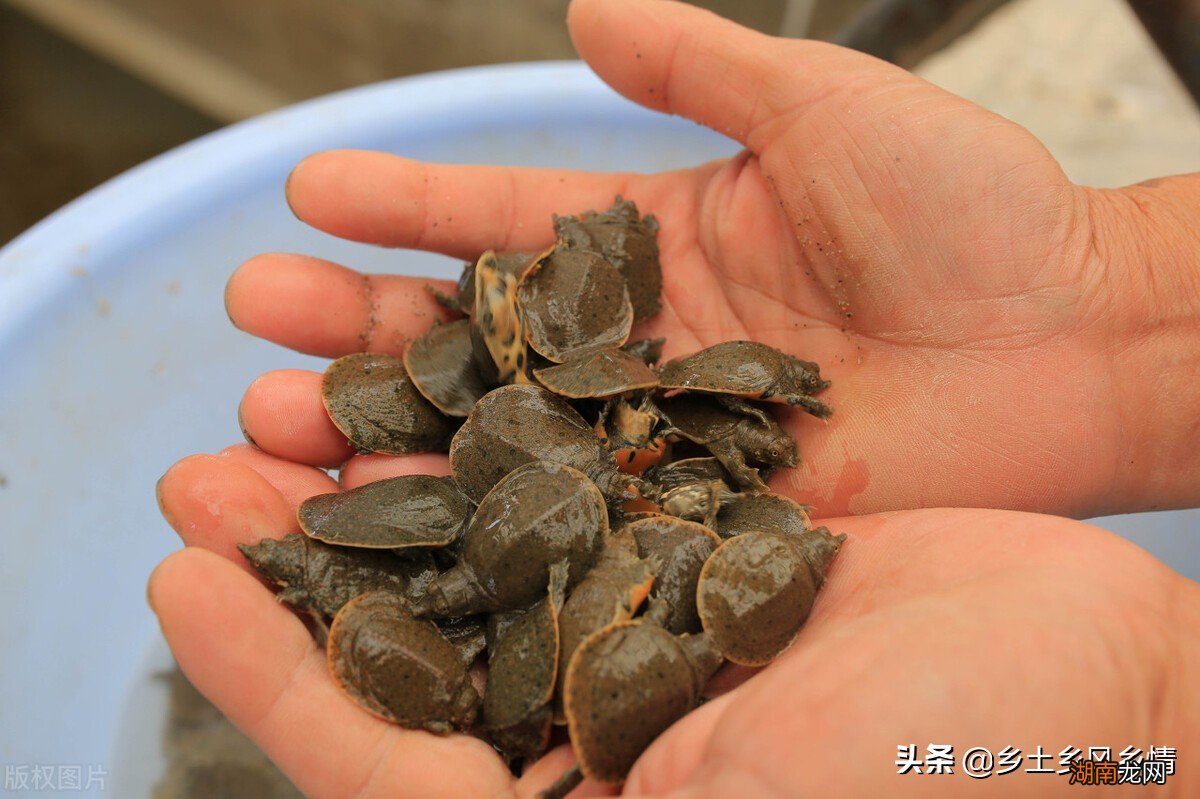 小甲鱼如何进行人工孵化呢 甲鱼怎么养在家比较好