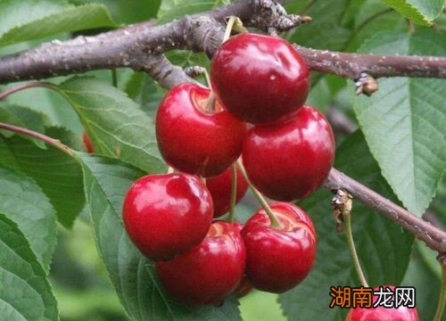 车厘子放久有味道就不能吃了 车厘子放久了能吃吗