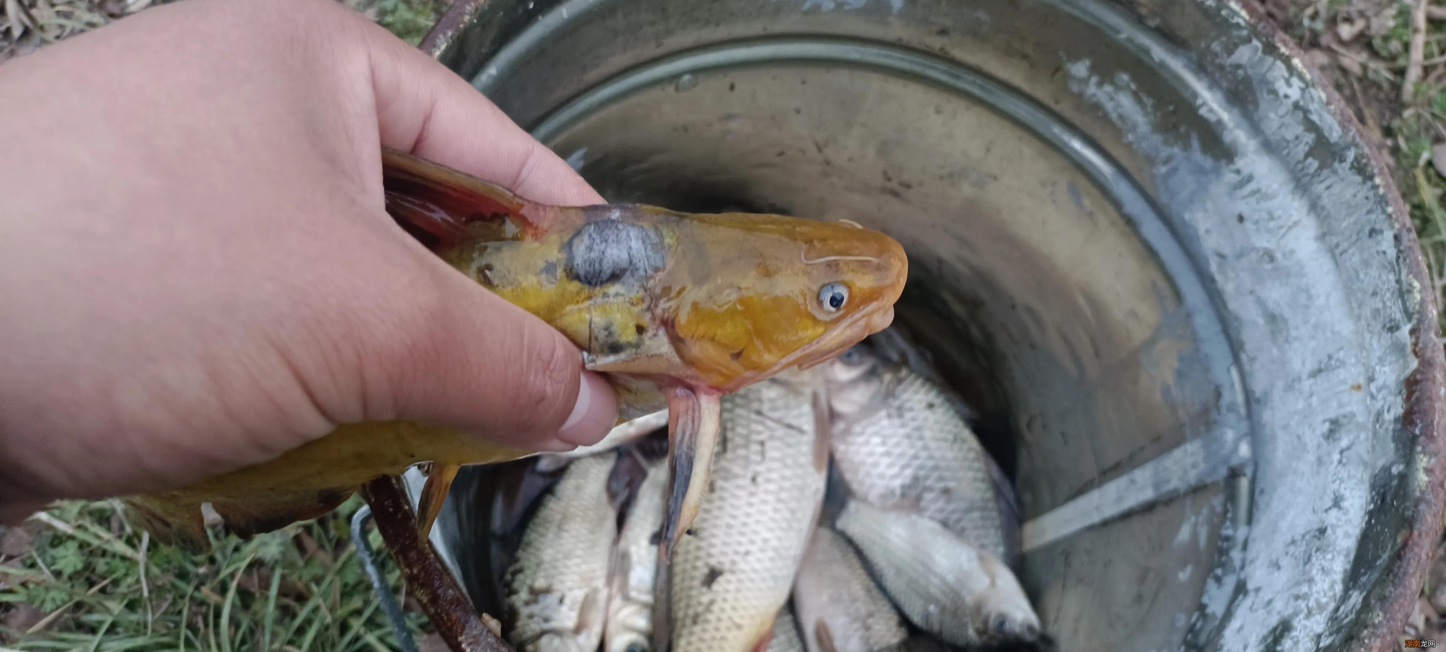 哪几种天气野钓时鱼的胃口好 野钓什么天气鱼开口
