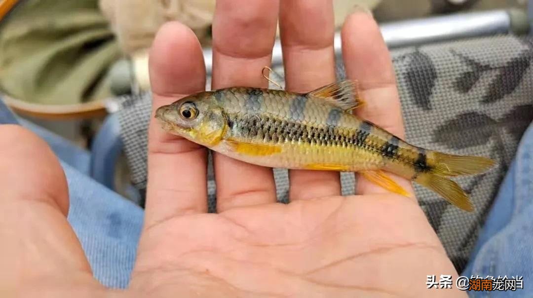 溪流石斑鱼的生活习性及垂钓技巧 溪流石斑鱼怎么钓