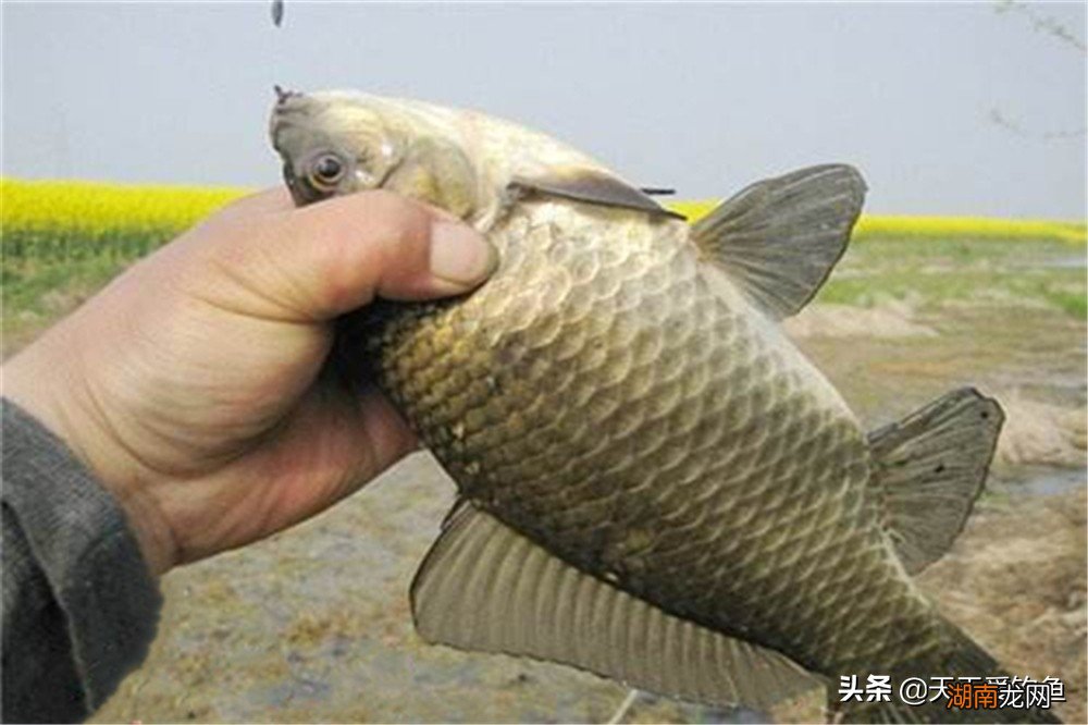 不同季节钓鲫鱼的方法有什么区别 鲫鱼甩籽期间怎样钓