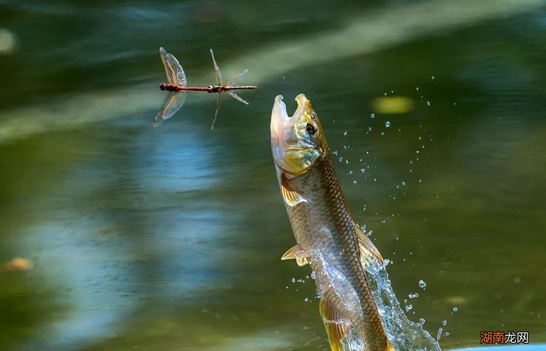 马口鱼的生活习性以及垂钓方法 马口鱼怎么钓两种钓法