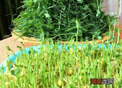 豌豆苗适宜人群及食用好处 豌豆苗什么人不能吃
