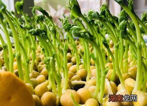 豌豆苗适宜人群及食用好处 豌豆苗什么人不能吃