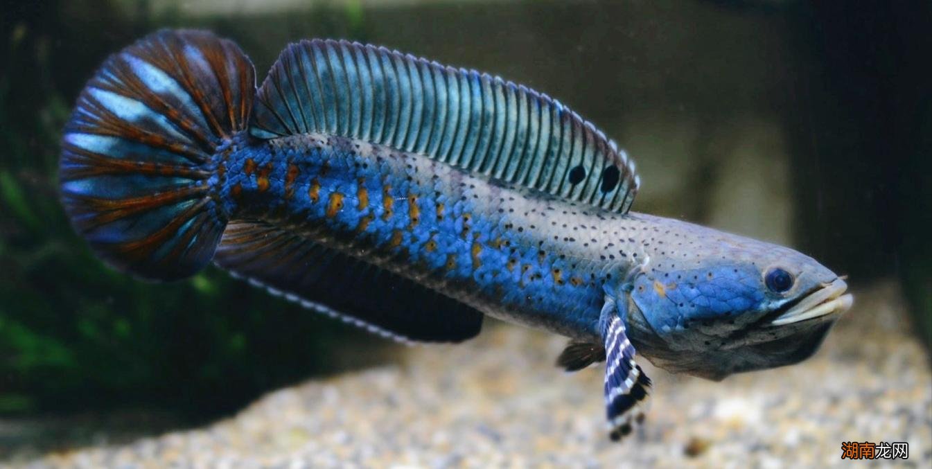 霸气的七彩雷龙鱼怎么养才好 七彩雷龙鱼吃什么食物