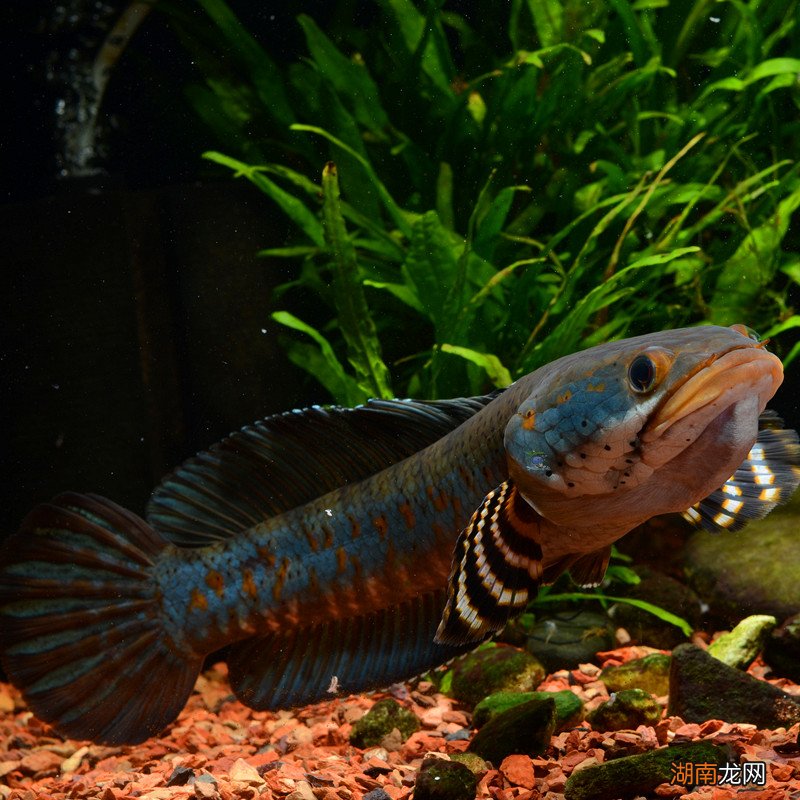 霸气的七彩雷龙鱼怎么养才好 七彩雷龙鱼吃什么食物