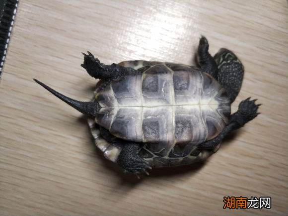 给乌龟喂食活鱼都有哪些危害 乌龟吃鱼吗会卡住吗