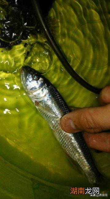 野外抓回来的鱼怎么养不活 河里抓的小鱼怎么养活吃什么