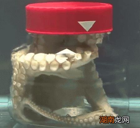 章鱼的智商有多高会威胁到人类吗 章鱼吃什么食物