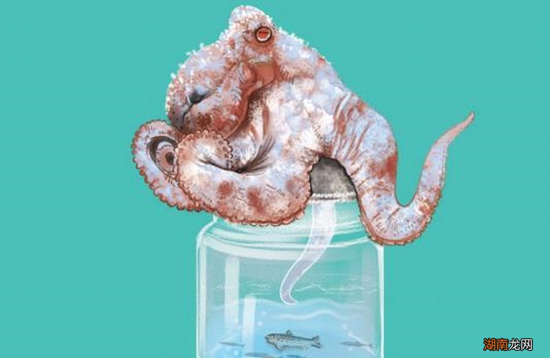 章鱼的智商有多高会威胁到人类吗 章鱼吃什么食物