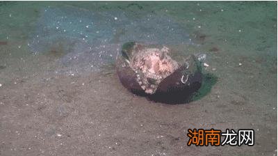 章鱼的智商有多高会威胁到人类吗 章鱼吃什么食物