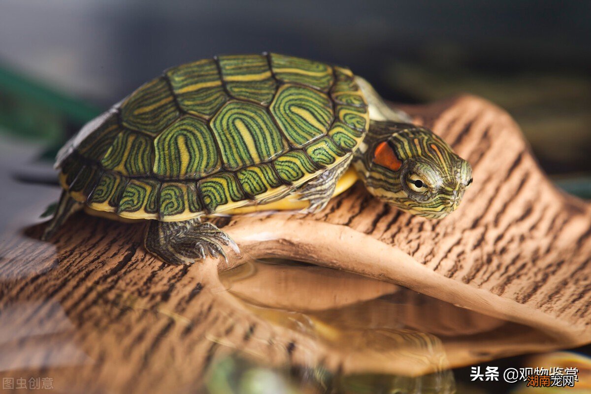 养龟的方法和注意事项 乌龟的生活方式及特点有哪些