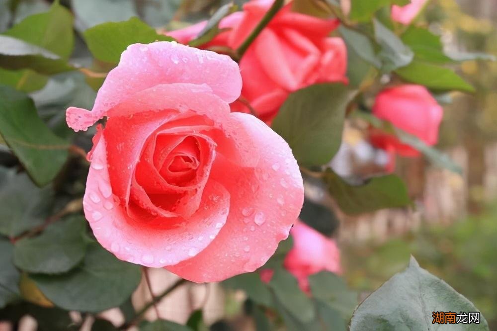 找太穷的婆家过得好痛苦很后悔 嫁给一个穷家庭太可怕了