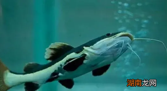 鱼的鼻子是用来做什么的 鱼有鼻子吗有什么作用呢