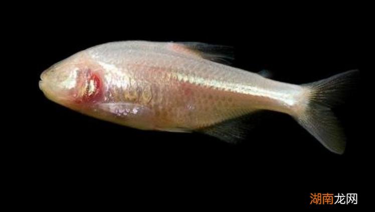鱼的鼻子是用来做什么的 鱼有鼻子吗有什么作用呢