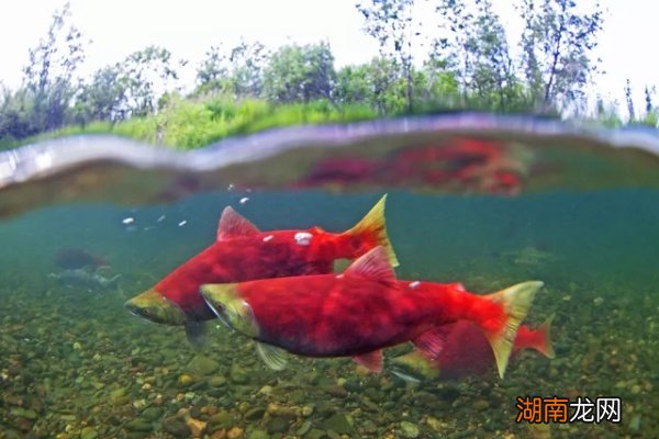 鱼的鼻子是用来做什么的 鱼有鼻子吗有什么作用呢