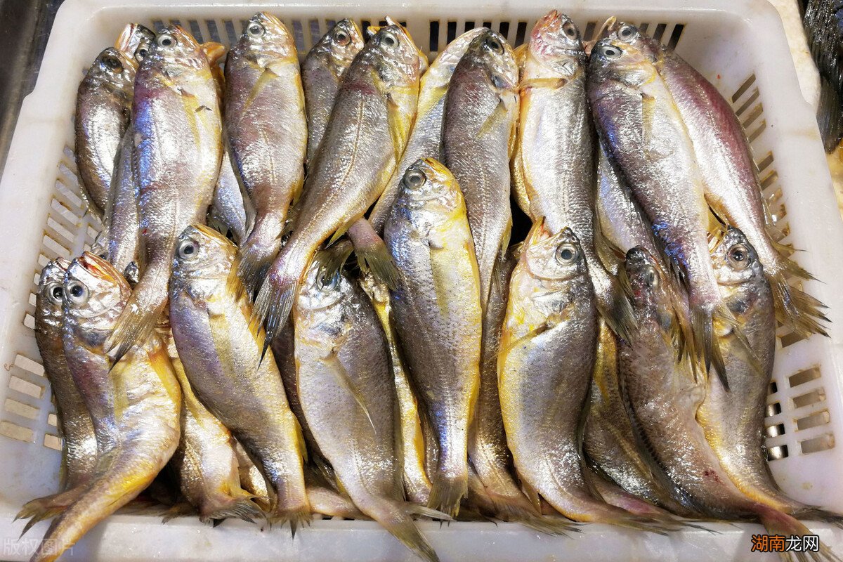 大黄鱼和小黄鱼哪里不一样 大黄鱼和小黄鱼的区别