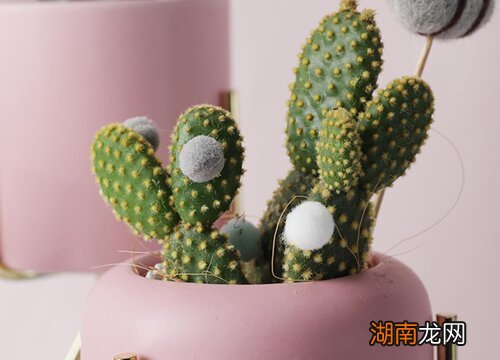 被仙人掌扎了怎么弄出来 仙人掌刺扎进皮肤妙招