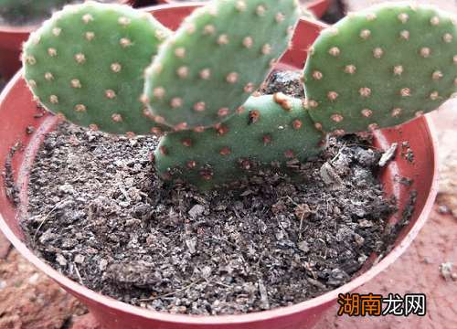 被仙人掌扎了怎么弄出来 仙人掌刺扎进皮肤妙招