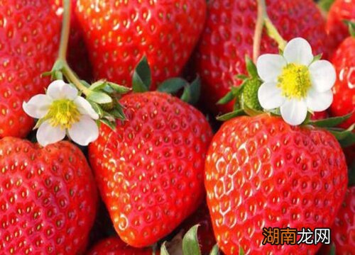 安徽水果特产有哪些品种 安徽名优特产水果是哪一个