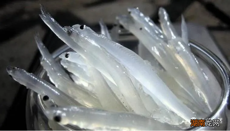 银鱼怎么做最好吃营养价值高吗 面条鱼和银鱼的区别