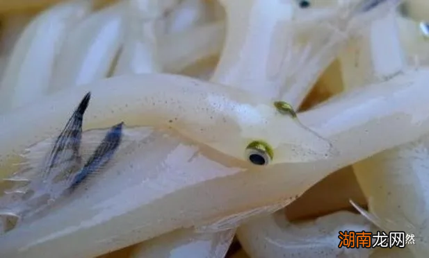 银鱼怎么做最好吃营养价值高吗 面条鱼和银鱼的区别
