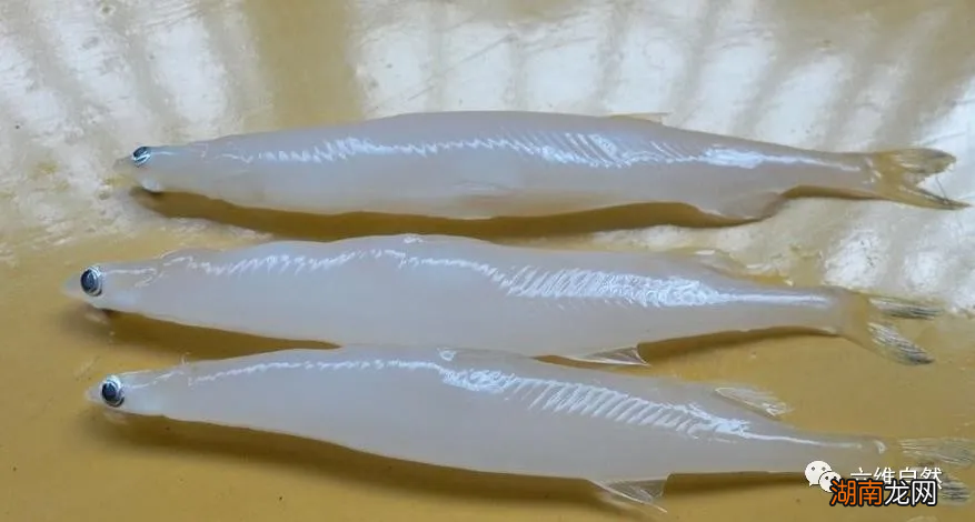 银鱼怎么做最好吃营养价值高吗 面条鱼和银鱼的区别