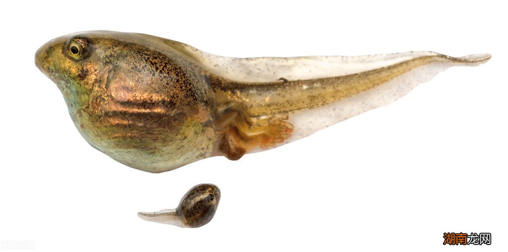 蝌蚪进化时期的养殖方法 蝌蚪长出四条腿后怎么养