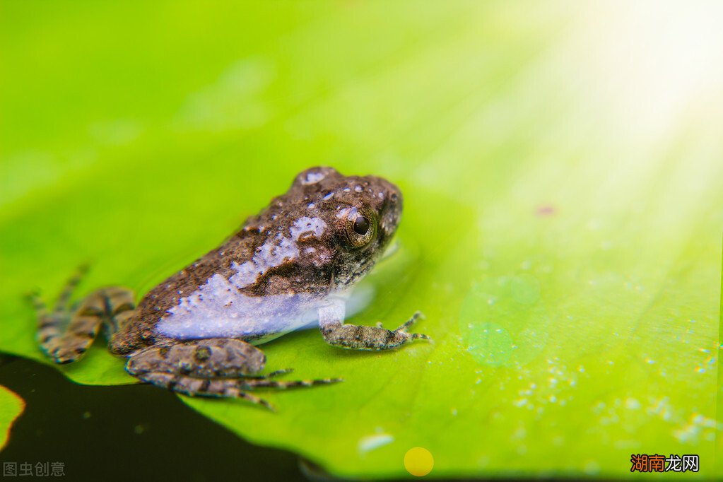 蝌蚪进化时期的养殖方法 蝌蚪长出四条腿后怎么养