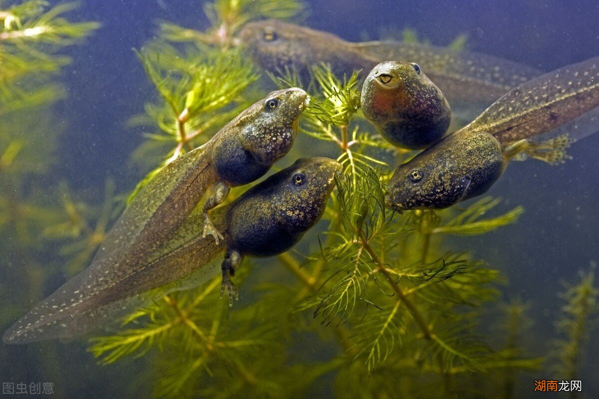 蝌蚪进化时期的养殖方法 蝌蚪长出四条腿后怎么养