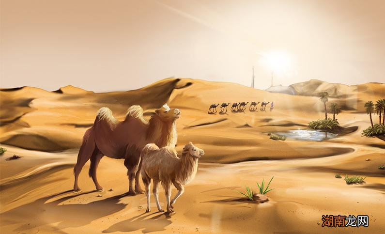 这些挑选方法必须收藏 怎么才能买到真正的驼奶粉