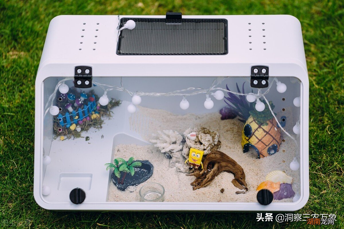 寄居蟹怎么养有哪些饲养要求 寄居蟹怎么养才能养好