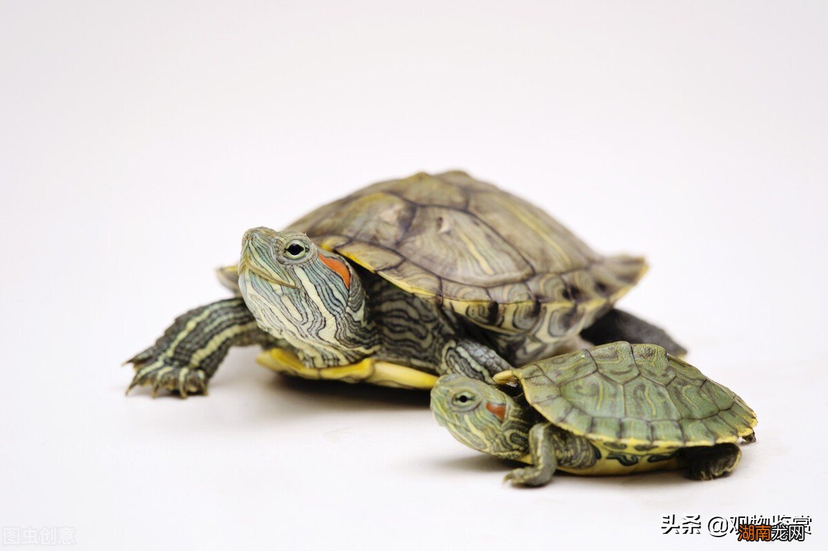 家养的乌龟饿了的表现是什么样子的 乌龟饿了的表现