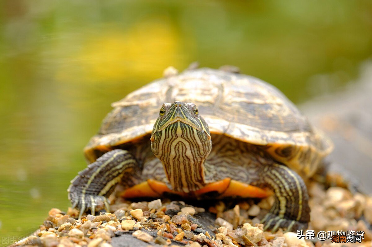 家养的乌龟饿了的表现是什么样子的 乌龟饿了的表现