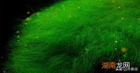 丝藻产生的原因以及清除方法 鱼缸里的丝藻怎么去除