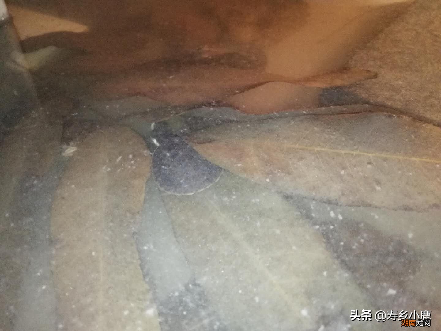 圆澳龟饲养难度真的很大吗 为什么说圆澳龟最难养的龟