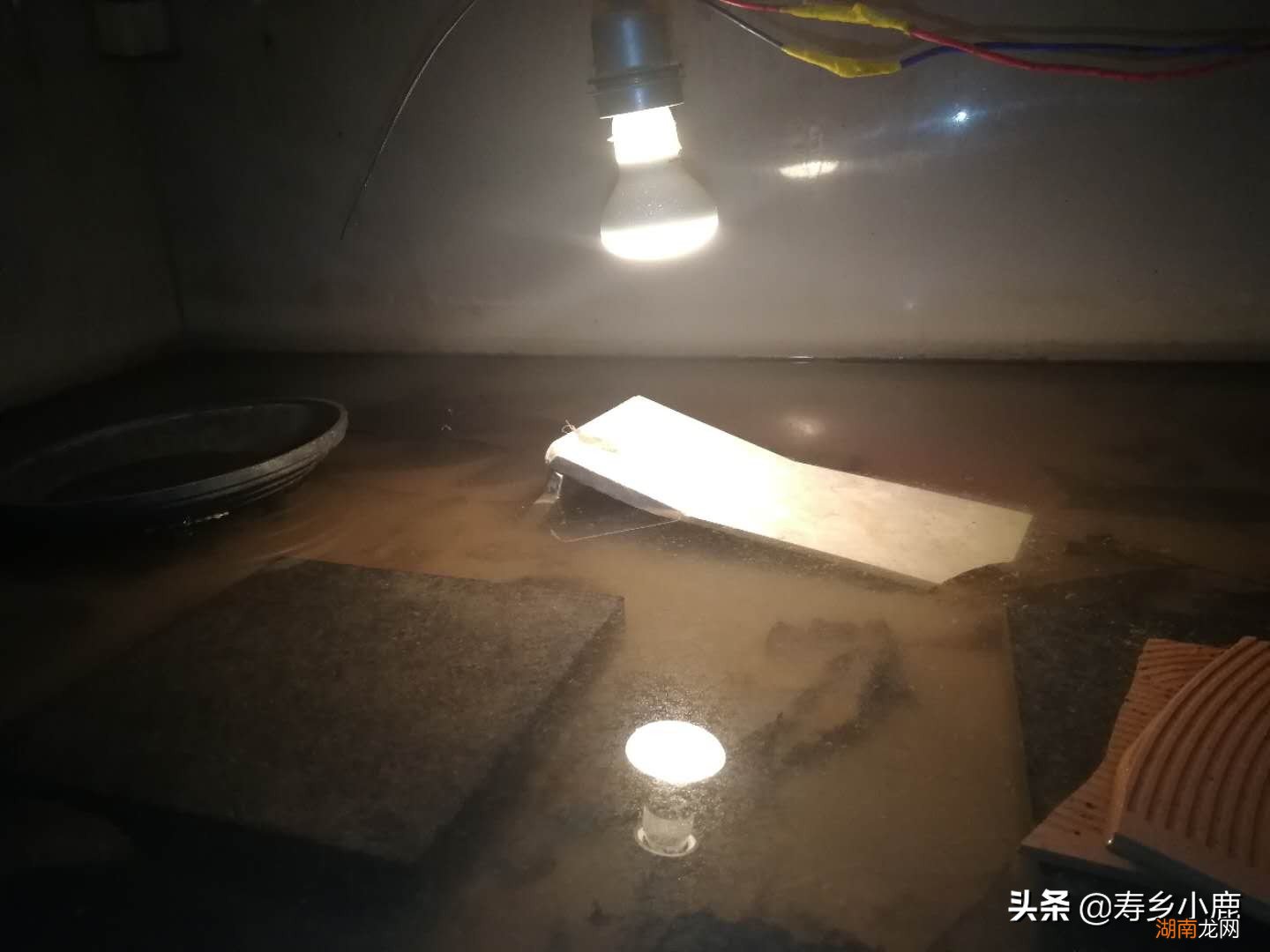 圆澳龟饲养难度真的很大吗 为什么说圆澳龟最难养的龟