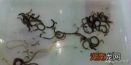 鱼缸水浑浊的成因及控制方法 鱼缸水浑浊原因和解决方案