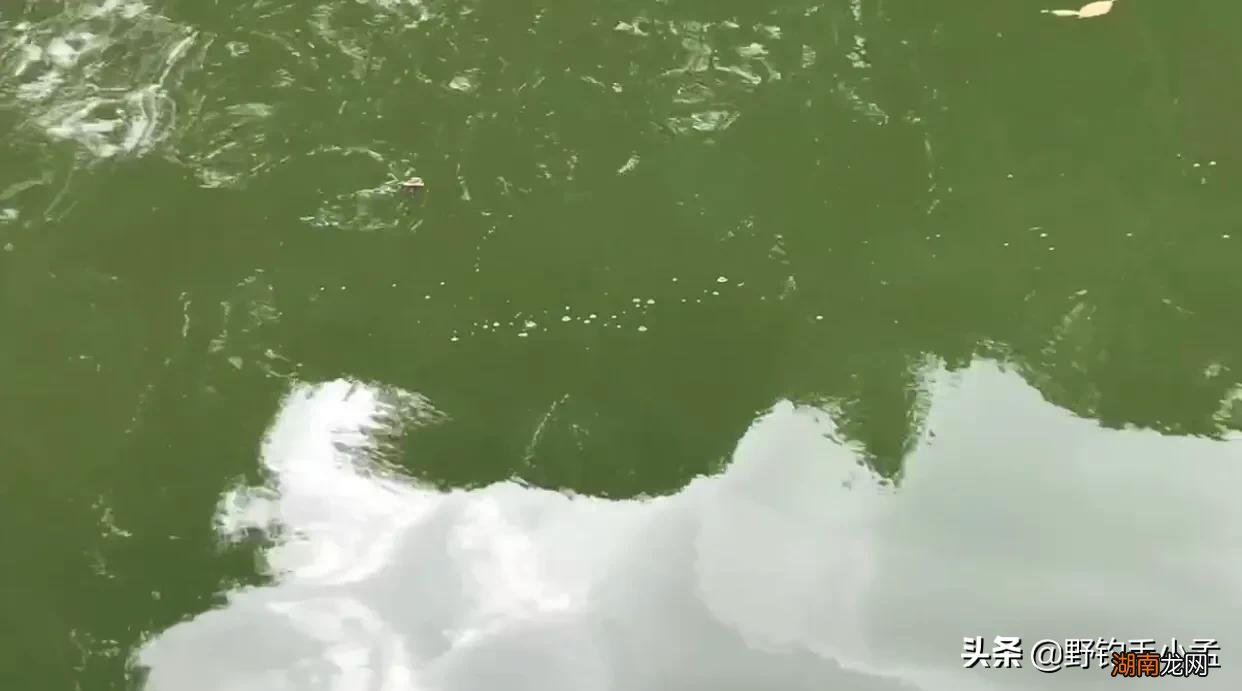 打窝后什么时候钓最好 打窝后为什么不能直接钓鱼