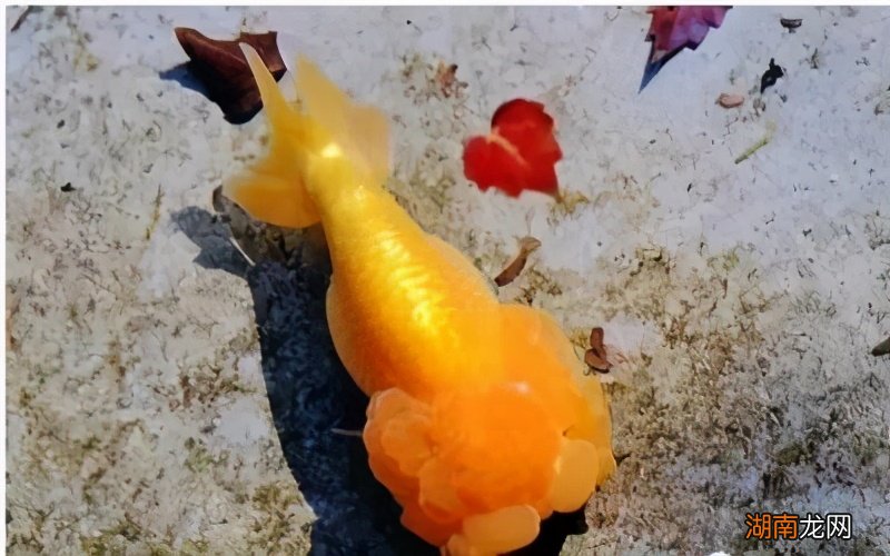 观赏鱼鱼鳍断了还会再长出来吗 鱼鳍断了会长出来吗