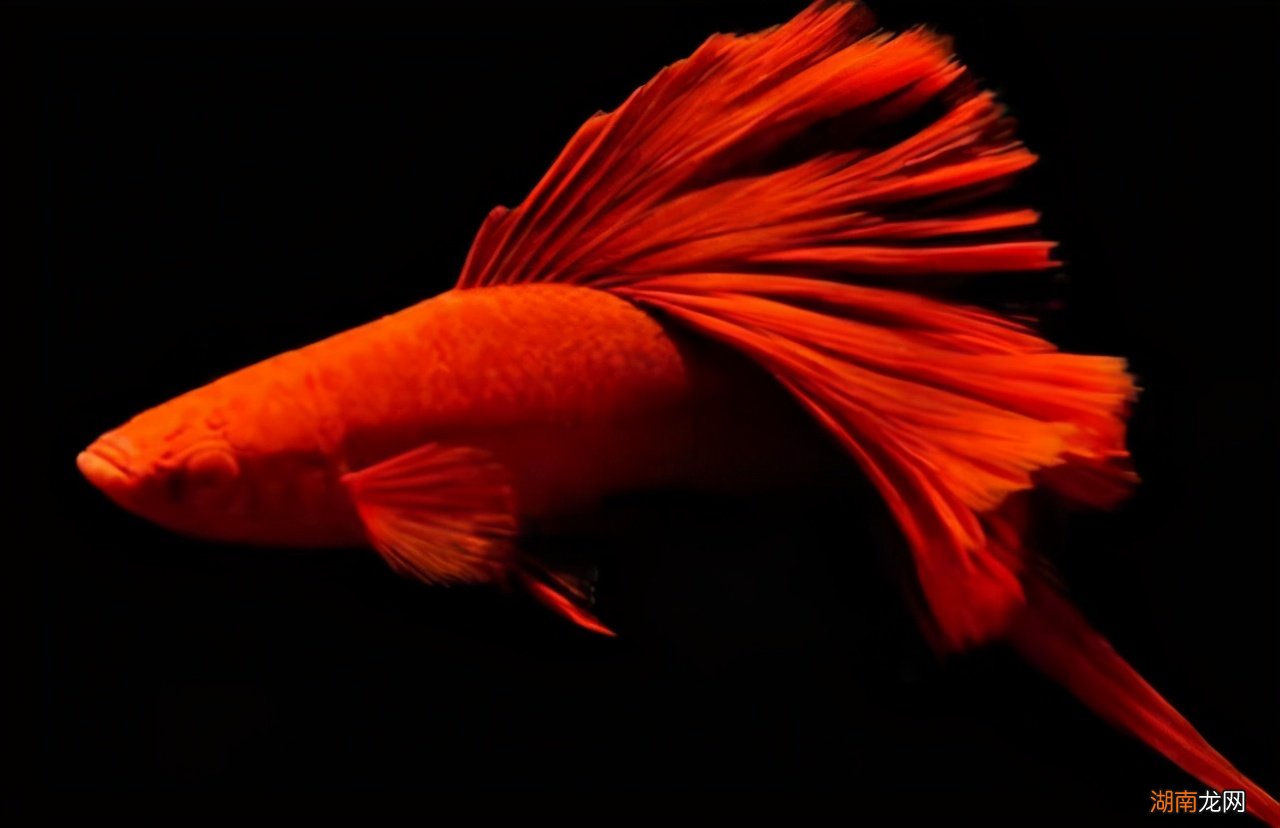 观赏鱼鱼鳍断了还会再长出来吗 鱼鳍断了会长出来吗
