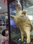 养殖大鳄龟时需要注意哪些问题 鳄龟需要晒太阳吗