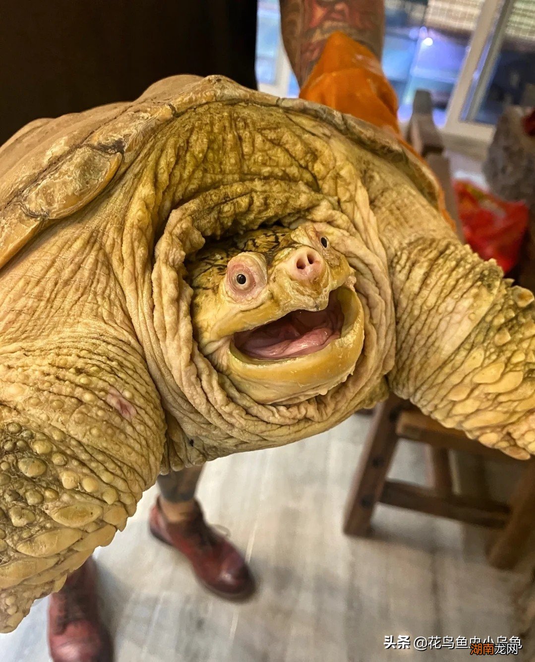 养殖大鳄龟时需要注意哪些问题 鳄龟需要晒太阳吗